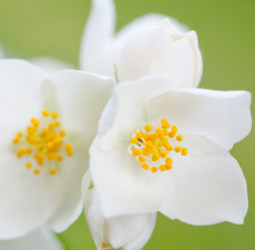 Jasmine Grandiflorum 3%