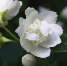 Jasmine Sambac 3%