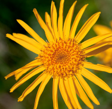 Arnica Herbal Oil