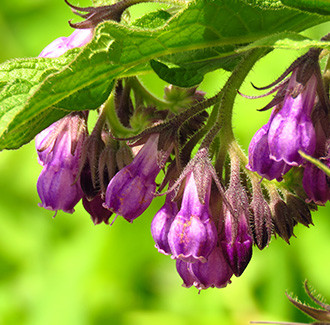 Comfrey Leaf Herbal Oil
