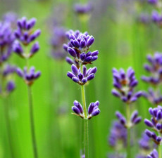 Lavender Floral Water