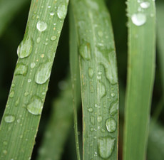 Lemongrass Floral Water