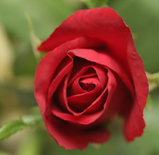Rose Floral Water