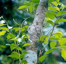 Amyris Essential Oil global