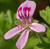 Geranium Absolute