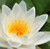 Lotus Absolute - White