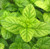 Melissa Leaf 3%