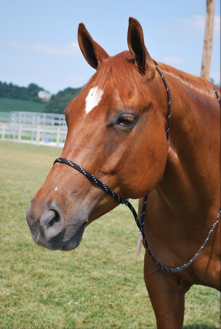 Slip this quick catch halter in your back pocket, to make easy work of that hard to catch horse.