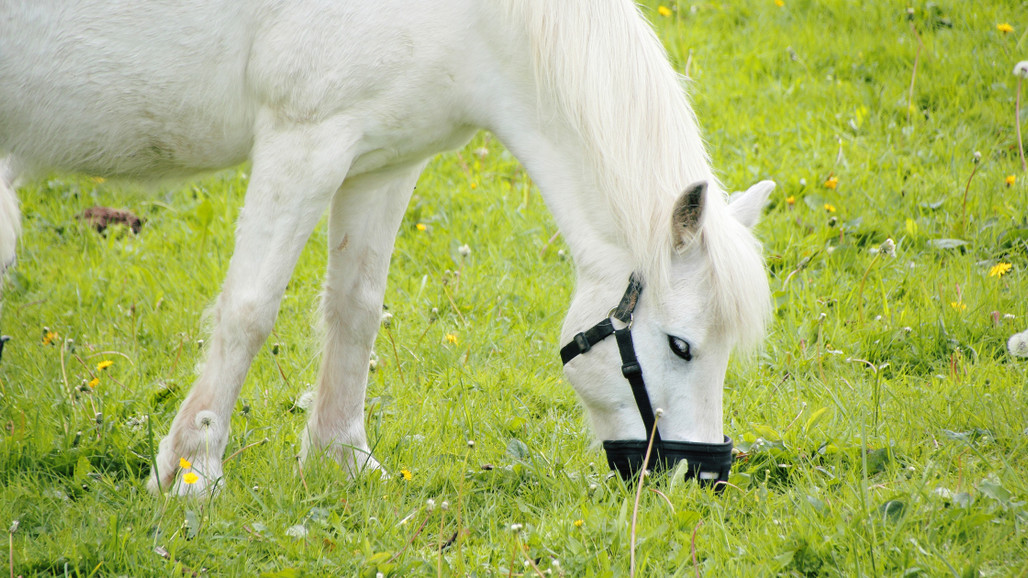 The Benefits of Grazing Muzzles in Spring