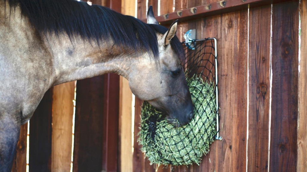 Maximizing Equine Health: The Impact of Hay Nets on Horse Well-being