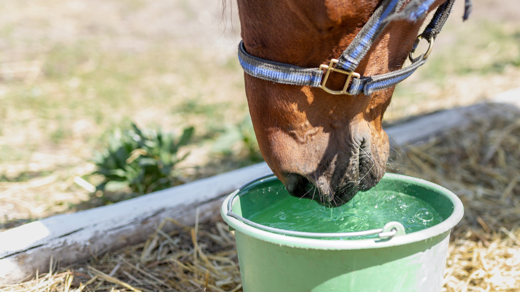 How to Keep Your Horse Cool in Summer: 12 Expert Tips