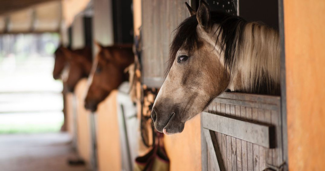 How to Keep Your Horses Cool in the Summer Heat