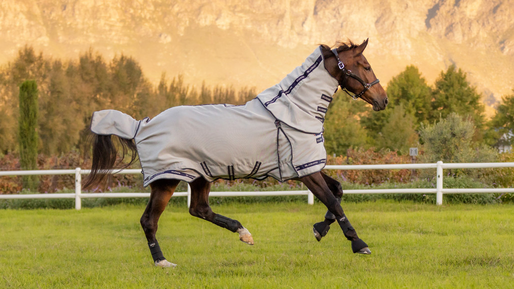 Mastering Fly Control for Horses