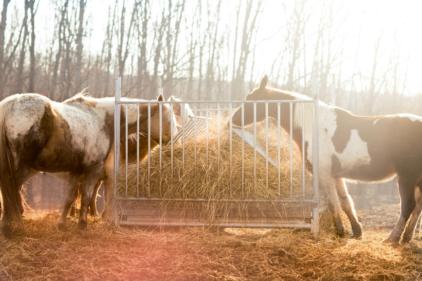 How to Keep Your Horse Thriving in Winter