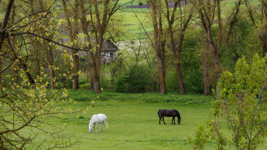 Keep Calm and Feed On - The Importance of Horse Nutrition in the Spring