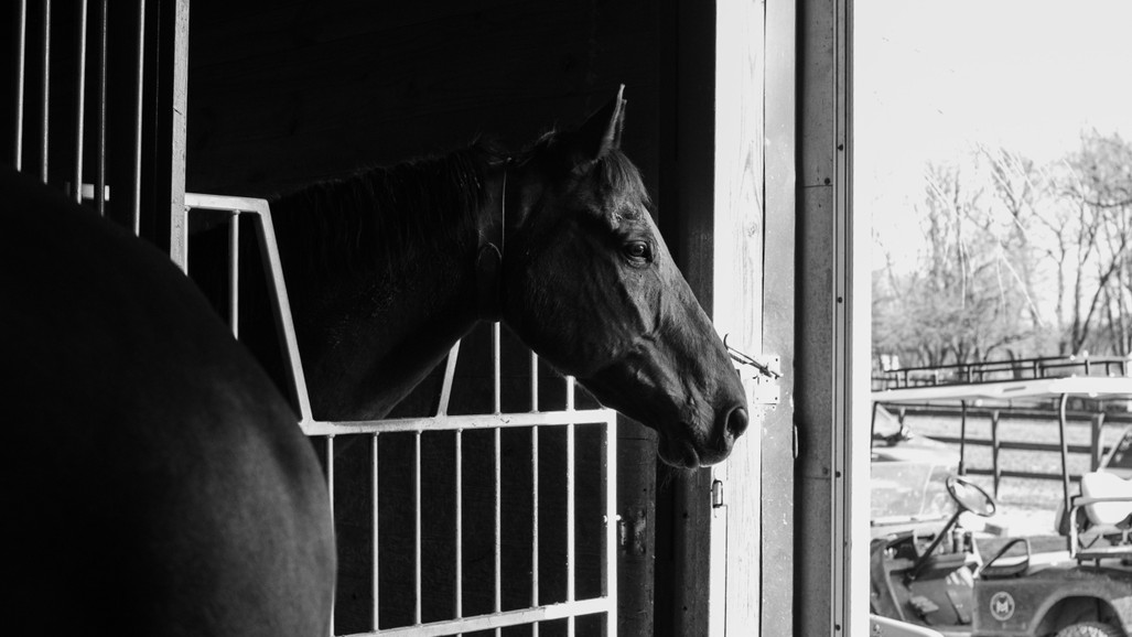Equine Ulcer Prevention: Maintaining Horse Stomach Health