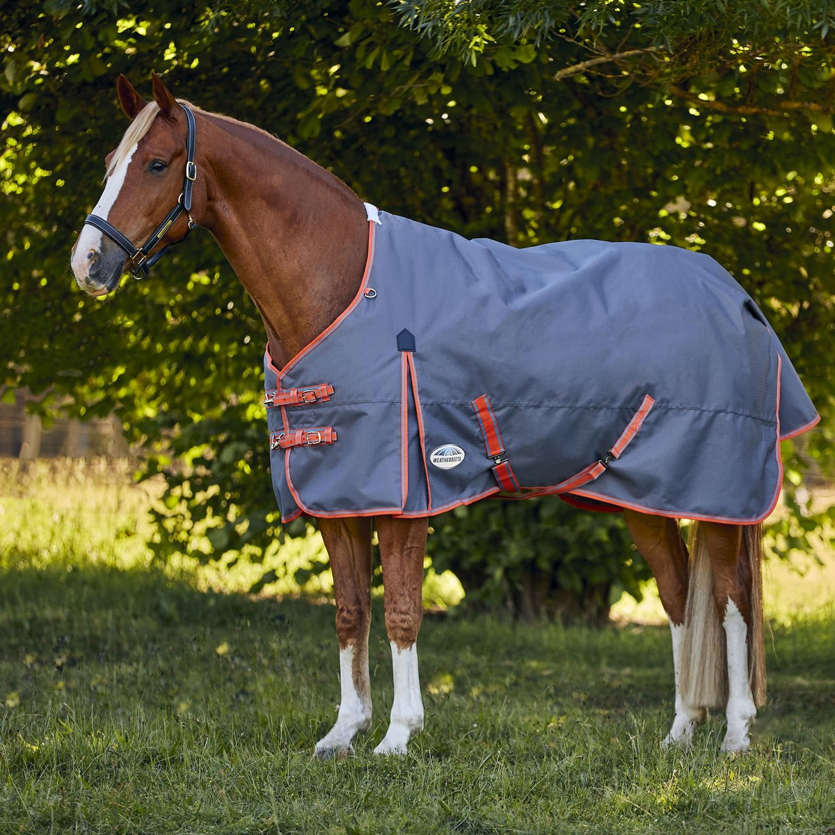 WeatherBeeta ComFiTec Essential Plus Standard Neck Medium Turnout Horse Blanket WeatherBeeta ComFiTec Essential Plus Standard Neck Medium Turnout Horse Blanket