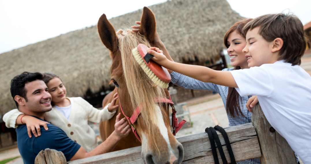 How Much Does a Horse Cost? A Guide to Buying a Horse Millbrook Tack