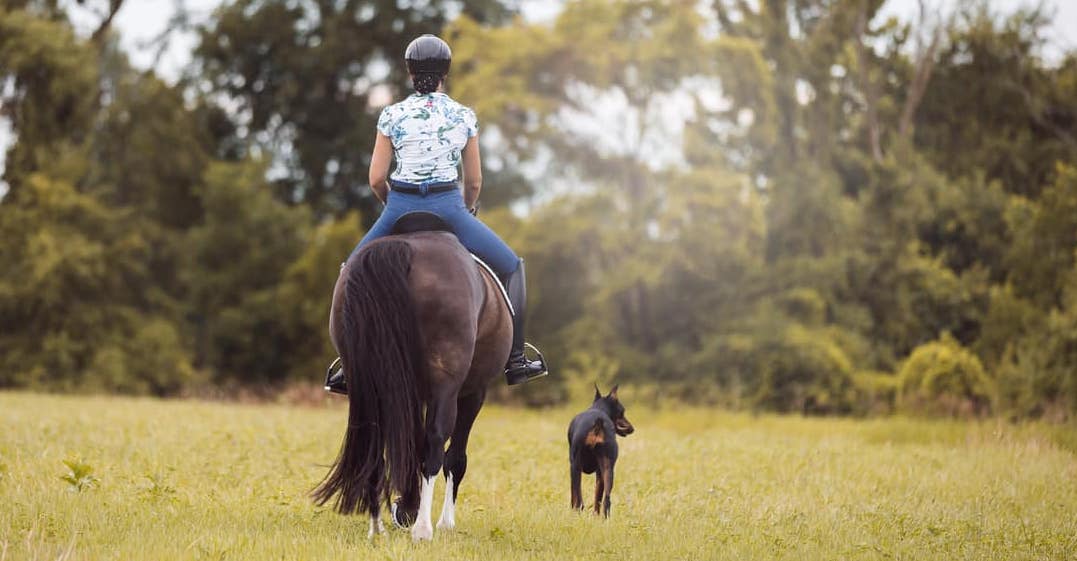 How to Groom a Horse Tail Millbrook Tack