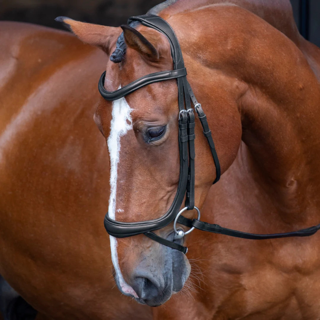 Shires Equestrian Shires Velociti Ergonomic Cavesson with Flash Bridle - Picture 2 of 2