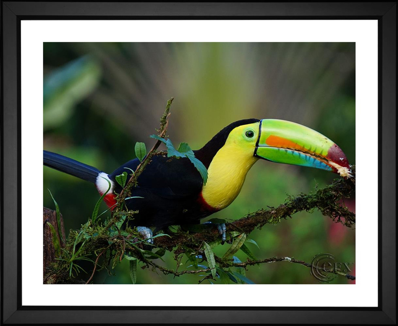 keel billed toucan beak