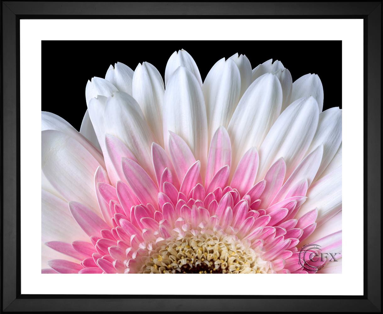 Gerbera Daisy Close Up Fine Art Print Giclees