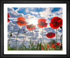 Tim Hill, Poppy Flowers, EFX, EFX Gallery, art, photography, giclée, prints, picture frames