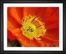 Red Poppy Flower, EFX, EFX Gallery, art, photography, giclée, prints, picture frames
