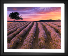 John Loannidis, Lavender Field at Sunset, EFX, EFX Gallery, art, photography, giclée, prints, picture frames