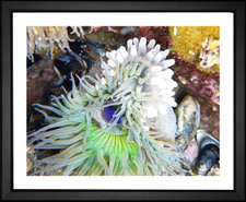 Douglas Walton, Anemone at Laguna Beach, EFX, EFX Gallery, art, photography, giclée, prints, picture frames