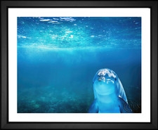 Enrique, Dolphin in Blue Sea, EFX, EFX Gallery, art, photography, giclée, prints, picture frames