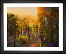 Felix Wolf, Italian Vineyard, EFX, EFX Gallery, art, photography, giclée, prints, picture frames