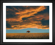 Besi, Tree Field Clouds, EFX, EFX Gallery, art, photography, giclée, prints, picture frames