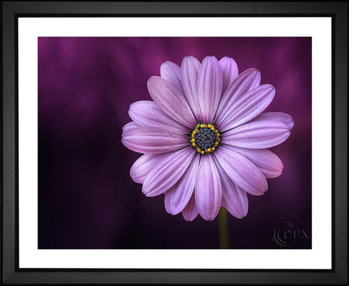 Bessi, Purple Flower, EFX, EFX Gallery, art, photography, giclée, prints, picture frames