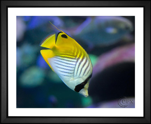 Rudy and Peter Skitterians, Threadfin Butterflyfish, EFX, EFX Gallery, art, photography, giclée, prints, picture frames
