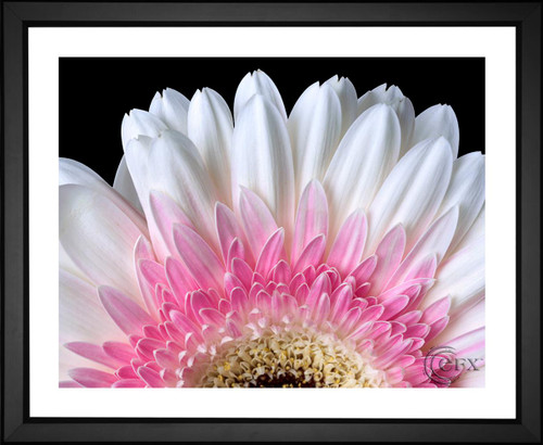 Joe deSousa, Gerbera Daisy Close Up, EFX, EFX Gallery, art, photography, giclée, prints, picture frames