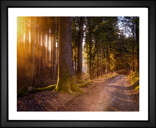 Peter Herrmann, Sunlit Forest Path, EFX, EFX Gallery, art, photography, giclée, prints, picture frames