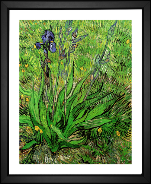 Vincent Van Gogh, Iris, EFX, EFX Gallery, art, photography, giclée, prints, picture frames