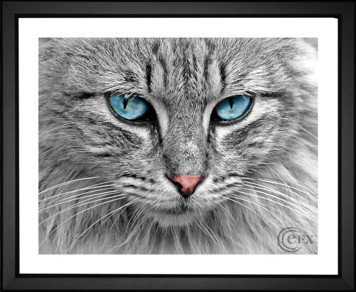 Anja from Germany, Cat Face, blue eyes, fur, whiskers, EFX, EFX Gallery, art, photography, giclée, prints, picture frames