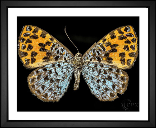 Skeeze, Spotted Butterfly, EFX, EFX Gallery, art, photography, giclée, prints, picture frames, insects, spots, nature