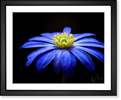 Anemone Blue, EFX, EFX Gallery, art, photography, giclée, prints, picture frames framed art blue anemone flower close up fine art