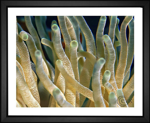 Skeeze, Branching Coral, EFX, EFX Gallery, art, photography, giclée, prints, picture frames fine art print color changing print photograph coral