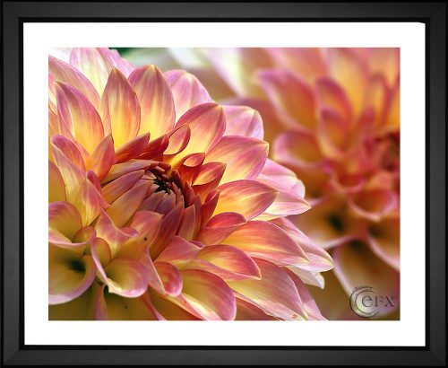 Skeeze, Red Dahlia Flower, EFX, EFX Gallery, art, photography, giclée, prints, picture frames