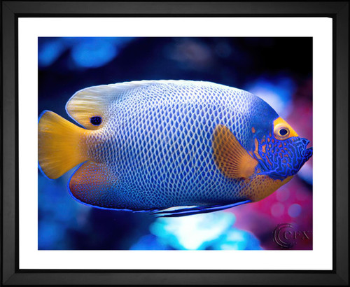 Rudy and Peter Skitterians, Butterfly Tropical Fish, EFX, EFX Gallery, art, photography, giclée, prints, picture frames