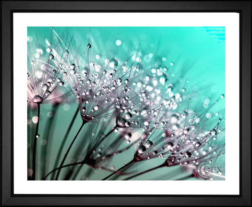 Inspired Images from UK, Dandelion, EFX, EFX Gallery, art, photography, giclée, prints, picture frames