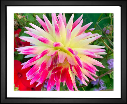 Geraldine Su, Cactus Dahlia Closeup, EFX, EFX Gallery, art, photography, giclée, prints, picture frames