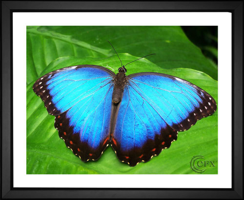 Gaby from Germany, Butterfly on Leaf, EFX, EFX Gallery, art, photography, giclée, prints, picture frames, insects, spots, nature Blue Morpho
