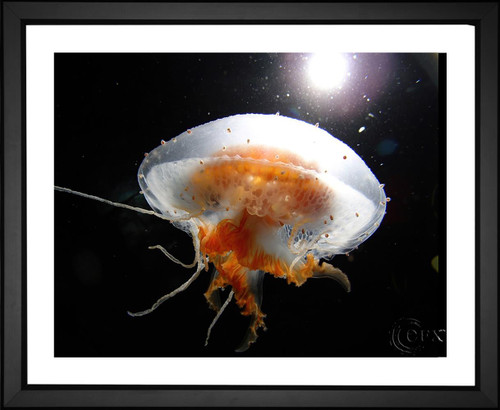 Jellyfish Sea Creature, EFX, EFX Gallery, art, photography, giclée, prints, picture frames