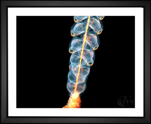 Long Jellyfish, EFX, EFX Gallery, art, photography, giclée, prints, picture frames