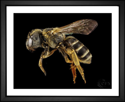 Skeeze, Pollinator Bee, EFX, EFX Gallery, art, photography, giclée, prints, picture frames